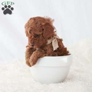 Maverick, Toy Poodle Puppy